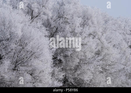 Frost - verkrustete Bäume auf der kanadischen Prärien Stockfoto