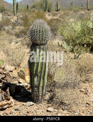 Junge Saguaro Kaktus in der Arizona Sonora Wüste westlich von Tucson Stockfoto