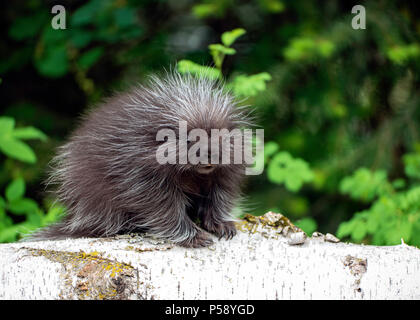 Baby Porcupine Anmelden Stockfoto