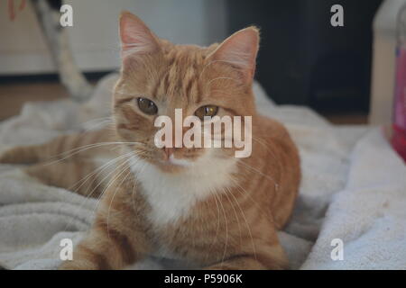 Sleepy Orange und Weiß, männlich Tabby Cat Festlegung auf ein Handtuch Stockfoto