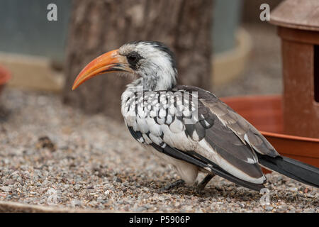 Tansanischen Red-billed Hornbill, Ruahatoko (Tockus ruaha) Stockfoto