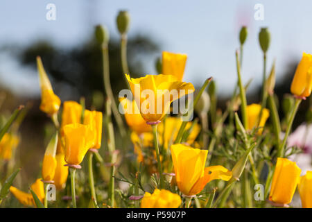 Kalifornischer Mohn (Eschscholzia californica, Sömntuta) Stockfoto