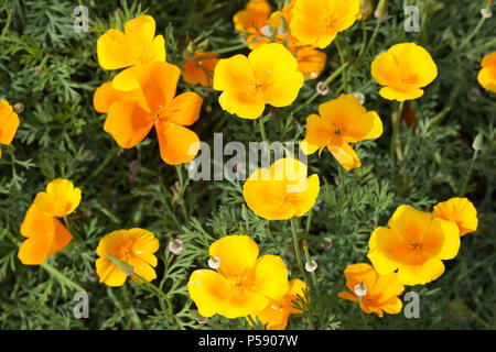 Kalifornischer Mohn (Eschscholzia californica, Sömntuta) Stockfoto