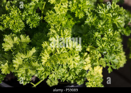 Petersilie (Petroselinum crispum) Persilja Stockfoto