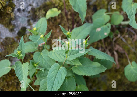 Creeping Bellflower, Knölklocka (Campanula rapunculoides) Stockfoto