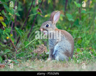 Kaninchen Oryctolagus cuniculus junge beweidung auf Feldumriss Stockfoto