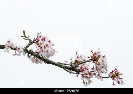 Tokio Kirsche (Prunus Yedoensis) auf weißem Hintergrund Stockfoto