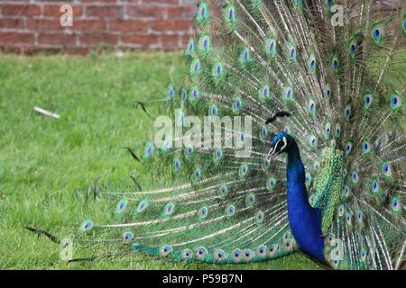 Männliche Peacock angezeigt, in all Seiner Herrlichkeit an einem schönen Sommerabend im Peak District Stockfoto