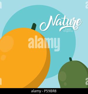 Mangofrüchte frisch und Bio-obst Vector Illustration graphic design Stock Vektor