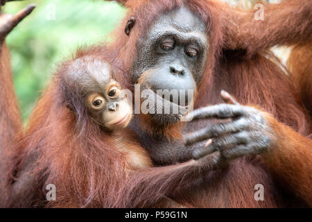 Porträt einer haarigen Orang-Utan-Mutter mit ihrem Baby in das Grün des Regenwaldes. Singapur. Stockfoto
