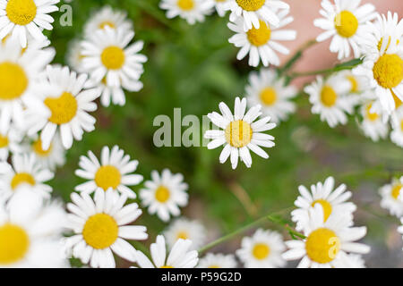 White Daisy Flowers von oben. Schweden Stockfoto