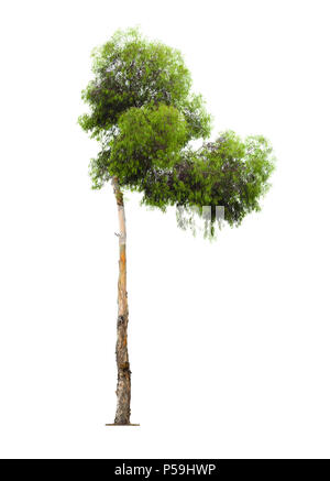 Grün und schönen Eukalyptusbaum mit asymmetrischer Krone auf weißem Hintergrund Stockfoto