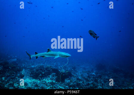 Weißer Hai im Komodo National Park Stockfoto