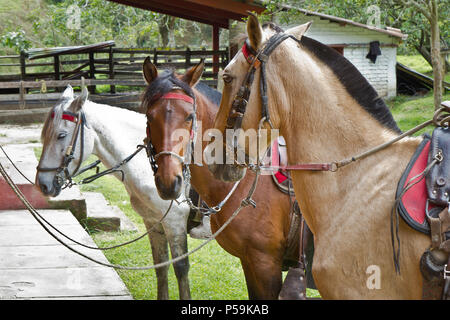 Reiten Pferde, Bauernhof in Kolumbien Stockfoto