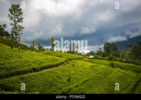 Tee-Plantage auf Sri Lanka Stockfoto