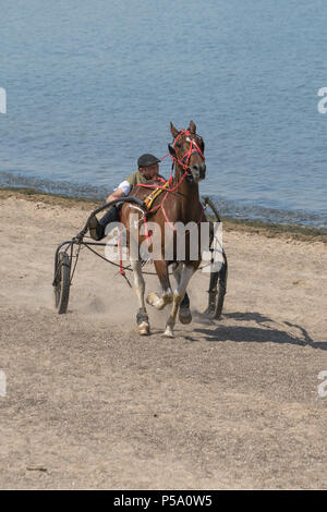 Traditionelle alte romany Pferd & Sulky Karren, Trabrennpferde, Reisende, Reisen, Wagen, Buggy, Galopp, Traber, Kutsche, galoppierendes Traben und Pacing in Morecambe Bay, Lancashire. VEREINIGTES KÖNIGREICH. Abkühlung von Reisenden Gypsy Cob Horses Trabrennwagen im Meer überrascht die Menschen am Strand, als zwei Reiter sie auf Herz und Nieren prüfen. Stockfoto