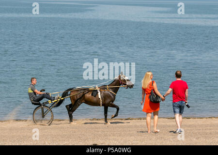 Traditionelle alte romany Pferd & Sulky Karren, Trabrennpferde, Reisende, Reisen, Wagen, Buggy, Galopp, Traber, Kutsche, galoppierendes Traben und Pacing in Morecambe Bay, Lancashire. VEREINIGTES KÖNIGREICH. Abkühlung von Reisenden Gypsy Cob Horses Trabrennwagen im Meer überrascht die Menschen am Strand, als zwei Reiter sie auf Herz und Nieren prüfen. Stockfoto