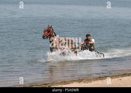 Traditionelle alte romany Pferd & Sulky Karren, Trabrennpferde, Reisende, Reisen, Wagen, Buggy, Galopp, Traber, Kutsche, galoppierendes Traben und Pacing in Morecambe Bay, Lancashire. VEREINIGTES KÖNIGREICH. Abkühlung von Reisenden Gypsy Cob Horses Trabrennwagen im Meer überrascht die Menschen am Strand, als zwei Reiter sie auf Herz und Nieren prüfen. Stockfoto