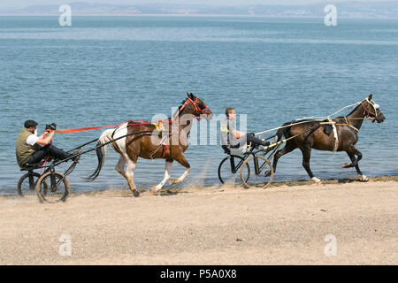 Traditionelle alte romany Pferd & Sulky Karren, Trabrennpferde, Reisende, Reisen, Wagen, Buggy, Galopp, Traber, Kutsche, galoppierendes Traben und Pacing in Morecambe Bay, Lancashire. VEREINIGTES KÖNIGREICH. Abkühlung von Reisenden Gypsy Cob Horses Trabrennwagen im Meer überrascht die Menschen am Strand, als zwei Reiter sie auf Herz und Nieren prüfen. Stockfoto