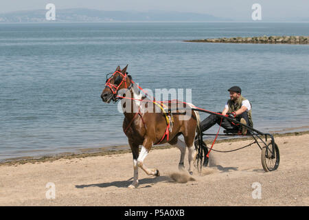 Traditionelle alte romany Pferd & Sulky Karren, Trabrennpferde, Reisende, Reisen, Wagen, Buggy, Galopp, Traber, Kutsche, galoppierendes Traben und Pacing in Morecambe Bay, Lancashire. VEREINIGTES KÖNIGREICH. Abkühlung von Reisenden Gypsy Cob Horses Trabrennwagen im Meer überrascht die Menschen am Strand, als zwei Reiter sie auf Herz und Nieren prüfen. Stockfoto