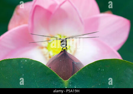 Wuxi in der chinesischen Provinz Jiangsu. 26 Juni, 2018. Eine Libelle ruht auf einem Lotus flower Bud in einem Park in Wuxi in der Provinz Jiangsu im Osten Chinas, 26. Juni 2018. Credit: Pan Zhengguang/Xinhua/Alamy leben Nachrichten Stockfoto