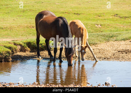 New Forest Pony Mutter und Fohlen trinken aus einem Bach, Hampshire, Großbritannien. Hitzewelle im South of England National Park. Der Monat Juni 2018 wird wohl einer der heißesten und trockensten aller Rekorde sein. Stockfoto