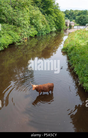 Glasgow, Schottland, Großbritannien. 26 Juni, 2018. UK Wetter: ein Highland Kuh kühlt sich im Weißen Warenkorb Wasser an einem sonnigen Nachmittag in Pollok Country Park. Das Vereinigte Königreich ist derzeit mit einem Mini Hitzewelle mit Temperaturen schlagen 29° oder 30° Celsius. Credit: Skully/Alamy leben Nachrichten Stockfoto