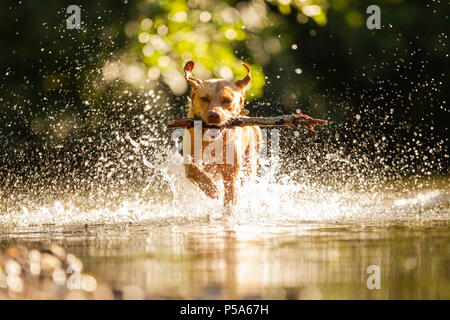 Cardiff, Wales, UK, 26. Juni 2018. Talisker der Labrador kühlt in Cardiff Fluß während einem Tag der britischen Hitzewelle wenn Wales sahen die höchsten Temperaturen. Credit: Mark Hawkins/Alamy leben Nachrichten Stockfoto