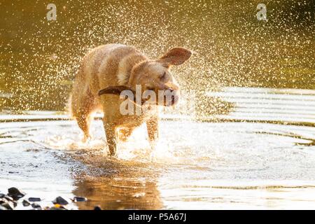 Cardiff, Wales, UK, 26. Juni 2018. Talisker der Labrador kühlt in Cardiff Fluß während einem Tag der britischen Hitzewelle wenn Wales sahen die höchsten Temperaturen. Credit: Mark Hawkins/Alamy leben Nachrichten Stockfoto