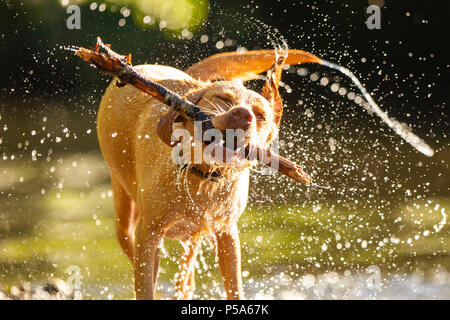 Cardiff, Wales, UK, 26. Juni 2018. Talisker der Labrador kühlt in Cardiff Fluß während einem Tag der britischen Hitzewelle wenn Wales sahen die höchsten Temperaturen. Credit: Mark Hawkins/Alamy leben Nachrichten Stockfoto