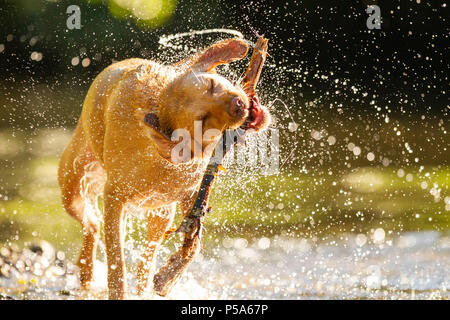 Cardiff, Wales, UK, 26. Juni 2018. Talisker der Labrador kühlt in Cardiff Fluß während einem Tag der britischen Hitzewelle wenn Wales sahen die höchsten Temperaturen. Credit: Mark Hawkins/Alamy leben Nachrichten Stockfoto