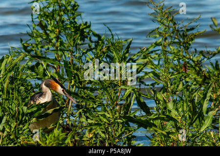 Rutland Water Oakham am 26. Juni 2018: Haubentaucher Nesting, Baden Schwäne auf einem heißen Tag als graue Reiher, Seidenreiher, Angeln, Mutter füttert ihr Junge, Junge männliche Ofspray seine fiorst Flug dauert. Clifford Norton Alamy Leben Nachrichten. Stockfoto