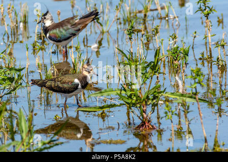 Rutland Water Oakham am 26. Juni 2018: Kiebitz Reflexion und Baden Schwäne auf einem heißen Tag als graue Reiher, Seidenreiher, Angeln, Mutter füttert ihr Junge, Junge männliche Ofspray seine fiorst Flug dauert. Clifford Norton Alamy Leben Nachrichten. Stockfoto