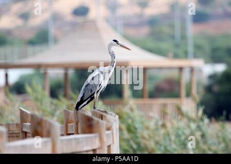 Ein Graureiher auf einem hölzernen Zaun in rishon letzion, Israel Stockfoto