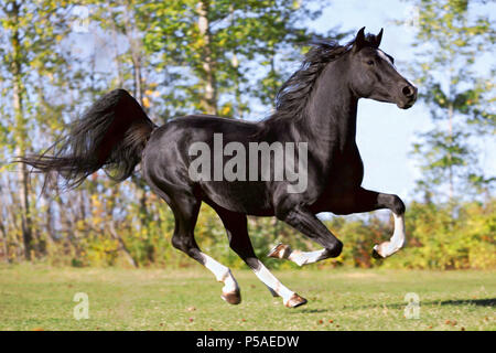 Schöne schwarze Araberhengst bei Sommer Weide galoppieren. Stockfoto