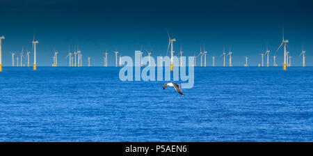 Möwe vor der Windpark in der Nordsee vor der Küste von Zeebrugge, Belgien Stockfoto