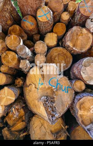 Schnitt Stamm stapelten sich in Holz yard bei Chur, Schweiz Stockfoto