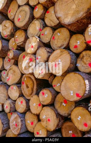 Schnitt Stamm stapelten sich in Holz yard bei Chur, Schweiz Stockfoto