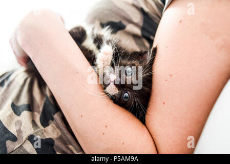 Wenig süßen schwarzen Kitty auf menschliche Hände. Stockfoto