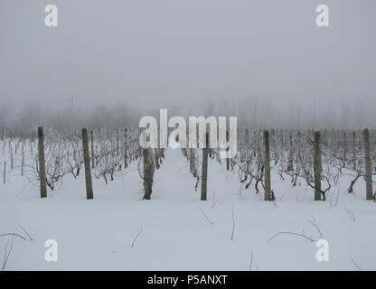 Reihen von Weinstöcken im Schnee mit Nebel bedeckt Stockfoto