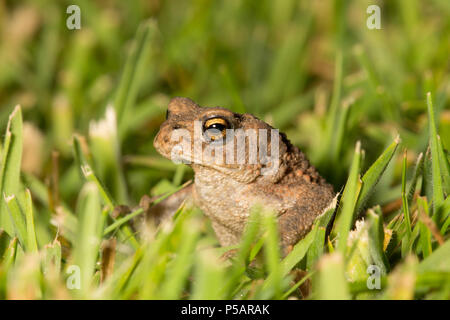 Ein toad, Bufo bufo, auf einer gemähten Rasen im Garten bei Nacht fotografiert. Lancashire North West England UK GB Stockfoto