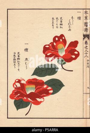 Crimson Kamelien" Hoshikure naru" und "hishimura'. . Thea japonica Nois. forma. . Farbe gedruckten Holzschnitt Kupferstich von Kan'en Iwasaki von "Honzo Zufu", eine illustrierte Anleitung zu Heilpflanzen, 1884. Iwasaki (1786-1842) war ein japanischer Botaniker, Entomologe und Zoologe. Er war einer der ersten japanischen Botaniker westlichen Wissens in seine Studien zu integrieren. Stockfoto