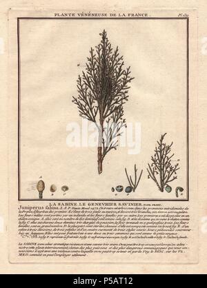 Gemeinsame Wacholderbeeren (Juniperus communis) mit Beeren. . Der französische Botaniker Jean Baptiste François Pierre Bulliard wurde um 1742 geboren in La Chaume-en-Barrois (Haute Marne) und starb am 26. September 1793 in Paris. Er studierte in Angers, und später dargestellt und veröffentlicht eine Reihe von botanischen und mykologischen Arbeiten auf Französisch Flora. Er studierte Kunst und Gravur unter Francois Martinet, dem gefeierten Künstler vieler Buffon natürliche Geschichte Bücher. Stockfoto