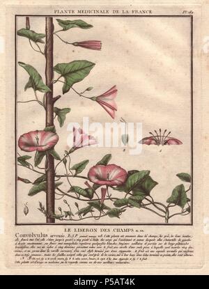 Acker-winde. . Le Liseron des Champs (Convolvulus arvensis). . Der französische Botaniker Jean Baptiste François Pierre Bulliard wurde um 1742 geboren in La Chaume-en-Barrois (Haute Marne) und starb am 26. September 1793 in Paris. Er studierte in Angers, und später dargestellt und veröffentlicht eine Reihe von botanischen und mykologischen Arbeiten auf Französisch Flora. Er studierte Kunst und Gravur unter Francois Martinet, dem gefeierten Künstler vieler Buffon natürliche Geschichte Bücher. Stockfoto