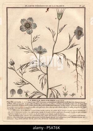 Devil-in-a-Bush oder Liebe in einem Nebel. . La nigelle des Champs (Nigella arvensis). . Der französische Botaniker Jean Baptiste François Pierre Bulliard wurde um 1742 geboren in La Chaume-en-Barrois (Haute Marne) und starb am 26. September 1793 in Paris. Er studierte in Angers, und später dargestellt und veröffentlicht eine Reihe von botanischen und mykologischen Arbeiten auf Französisch Flora. Er studierte Kunst und Gravur unter Francois Martinet, dem gefeierten Künstler vieler Buffon natürliche Geschichte Bücher. Stockfoto