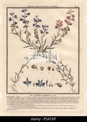 Adenia vulgaris (Gemeinsame Milkwort). . Le laitier Commun. . Der französische Botaniker Jean Baptiste François Pierre Bulliard wurde um 1742 geboren in La Chaume-en-Barrois (Haute Marne) und starb am 26. September 1793 in Paris. Er studierte in Angers, und später dargestellt und veröffentlicht eine Reihe von botanischen und mykologischen Arbeiten auf Französisch Flora. Er studierte Kunst und Gravur unter Francois Martinet, dem gefeierten Künstler vieler Buffon natürliche Geschichte Bücher. Stockfoto