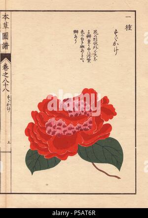 Der Crimson Camellia usukage'. . Thea japonica Nois flore pleno forma. . Farbe gedruckten Holzschnitt Kupferstich von Kan'en Iwasaki von "Honzo Zufu", eine illustrierte Anleitung zu Heilpflanzen, 1884. Iwasaki (1786-1842) war ein japanischer Botaniker, Entomologe und Zoologe. Er war einer der ersten japanischen Botaniker westlichen Wissens in seine Studien zu integrieren. Stockfoto