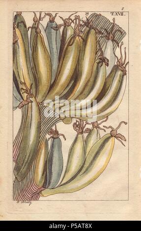 Banane Frucht am Baum, Musa paradisiaca. Papierkörbe Kupferstich eines botanischen Illustration von J. Schaly von G. T. Wilhelm's 'Unterhaltungen aus der Naturgeschichte" (Enzyklopädie), Wien, 1816. Gottlieb Tobias Wilhelm (1758-1811) war ein bayerischer Priester und Naturforscher in Augsburg, wo die erste Ausgabe veröffentlicht wurde. Stockfoto