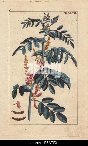 Rosa blühenden true Indigopflanze Indigofera, dolmetsch. Papierkörbe Kupferstich eines botanischen Illustration von J. Schaly von G. T. Wilhelm's 'Unterhaltungen aus der Naturgeschichte" (Enzyklopädie), Wien, 1817. Gottlieb Tobias Wilhelm (1758-1811) war ein bayerischer Priester und Naturforscher in Augsburg, wo die erste Ausgabe veröffentlicht wurde. Stockfoto