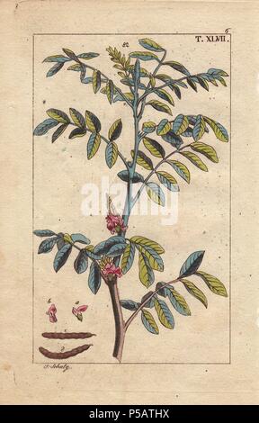 Wahre Indigo, Indigofera dolmetsch. Papierkörbe Kupferstich eines botanischen Illustration von G. T. Wilhelm's 'Unterhaltungen aus der Naturgeschichte" (Enzyklopädie), Wien, 1816. Gottlieb Tobias Wilhelm (1758-1811) war ein bayerischer Priester und Naturforscher in Augsburg, wo die erste Ausgabe veröffentlicht wurde. Stockfoto